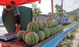 文县网红吃瓜事件,揭秘网络舆论背后的真相与反思