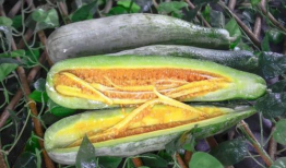 长春网红吃瓜事件,揭秘网络舆论的风暴与真相